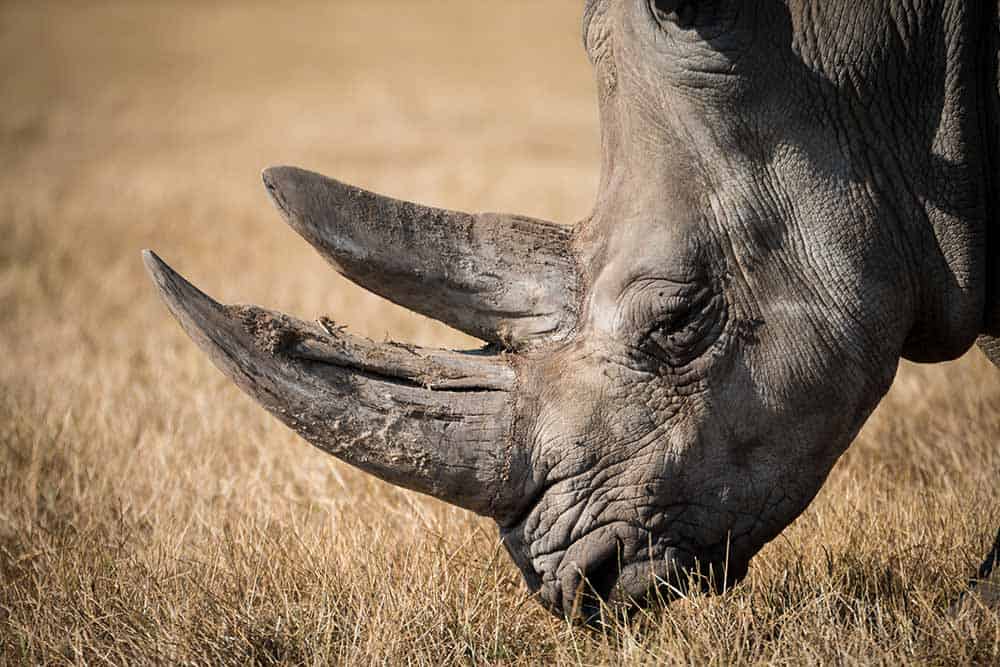 Rhino in Africa