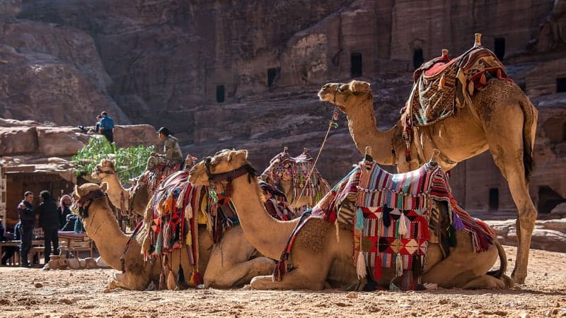 Camels at Petra, Jordan - Oceania World Cruises