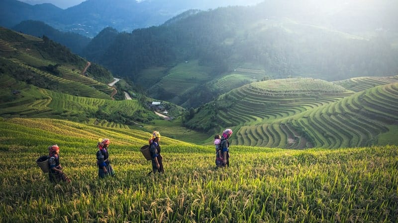 Fields in Bali, Indonesia - Oceania World Cruises