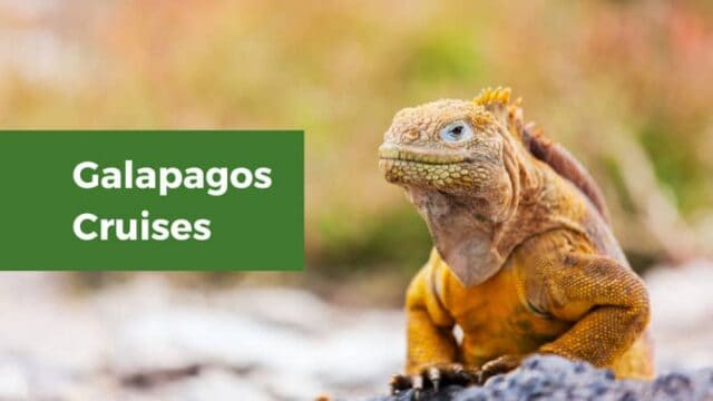 Galapagos Cruises