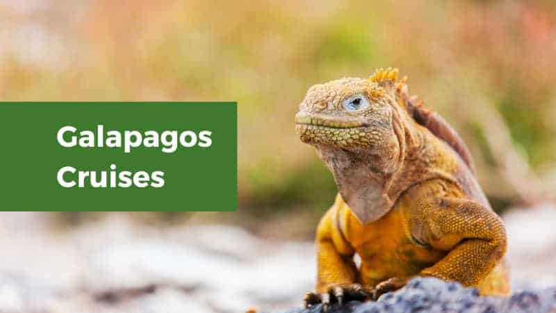 Galapagos Cruises iguana in the Galapagos.