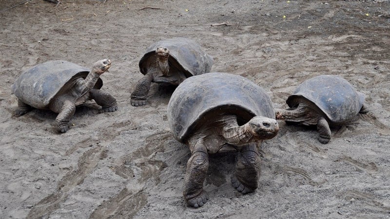 Galapagos tortoises - Cruises to the Galapagos