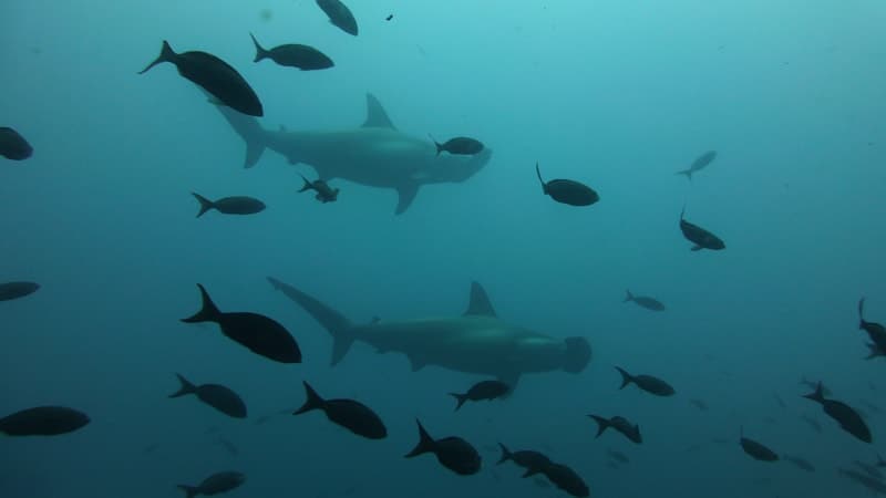 Hammerhead sharks - Galapagos Cruises