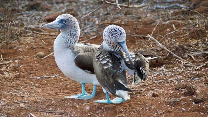 Blue-footed boobies in the Galapagos - Best Times to Visit the Galapagos Islands