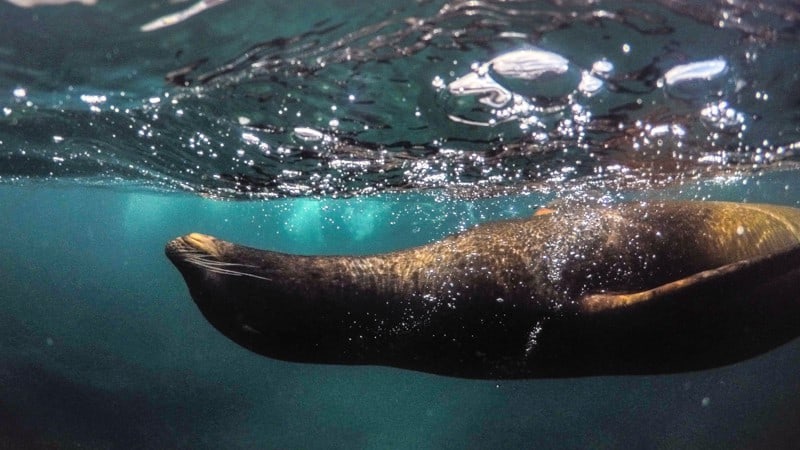 Seal in the Galapagos waters - Best Times to Cruise to the Galapagos Islands