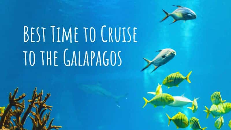 Best Time to Cruise to the Galapagos