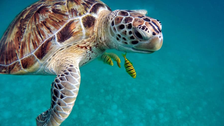 Sea turtle in the Maldives