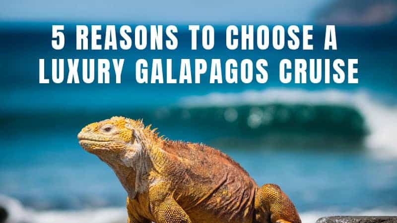 5 Reasons to Choose a Luxury Galapagos Cruise Iguana standing on a rock in the Galapagos