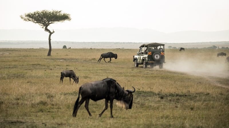 Safari jeep and wildebeest - Africa Cruise Excursions