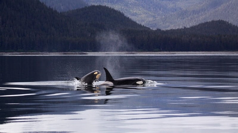 Orcas