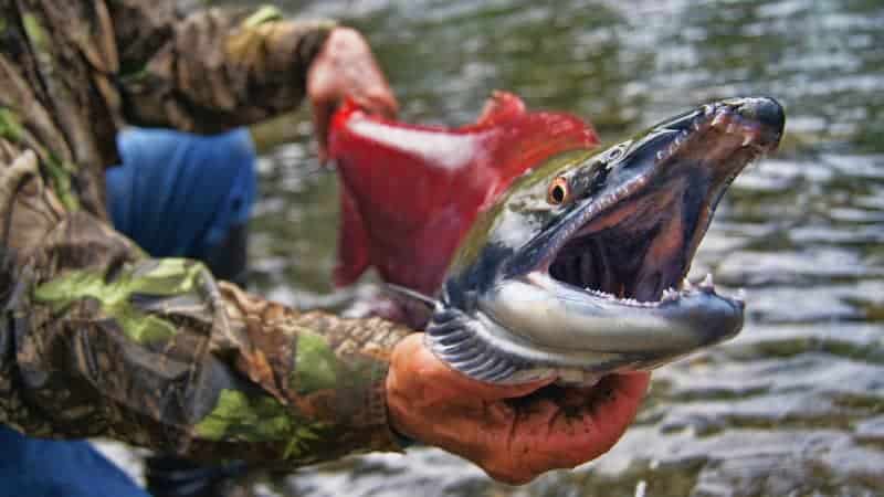 Sockeye salmon fishing in Alaska