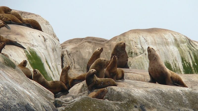 Sea lions in Glacier Bay, Alaska