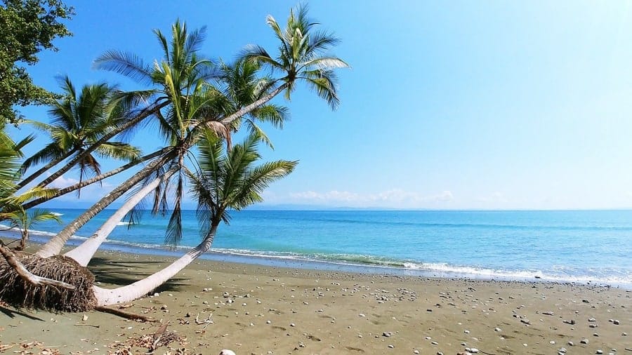 Beach with palm trees in Costa Rica