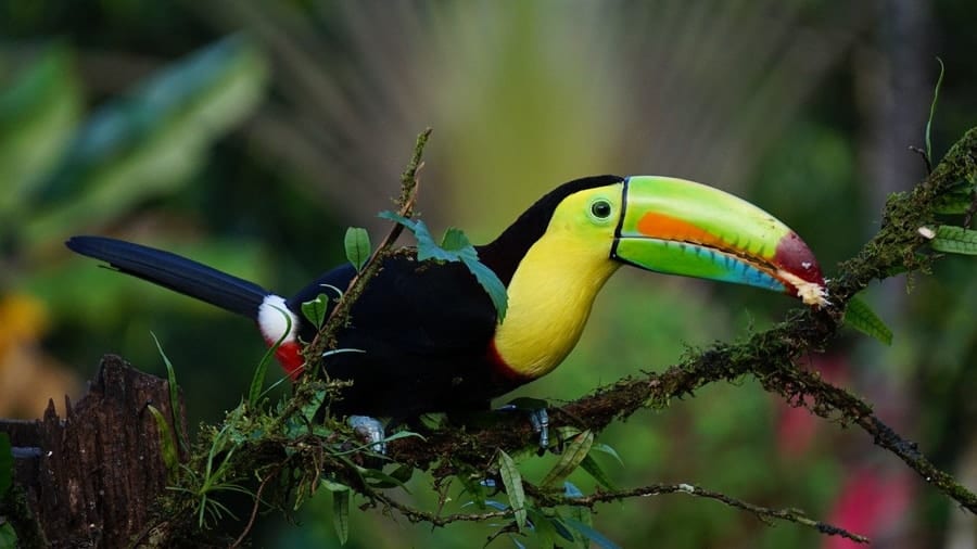 Toucan in Costa Rica Rain Forest - Cruise to Costa Rica