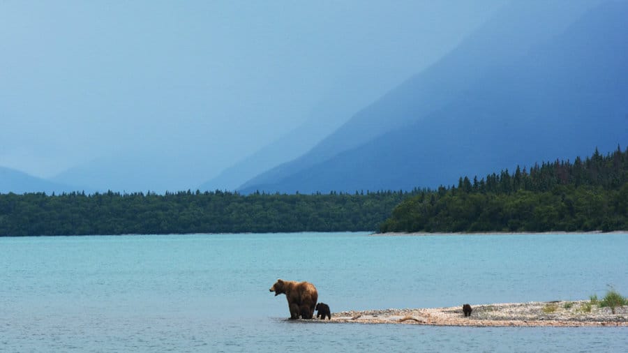 Alaskan Brown Bear