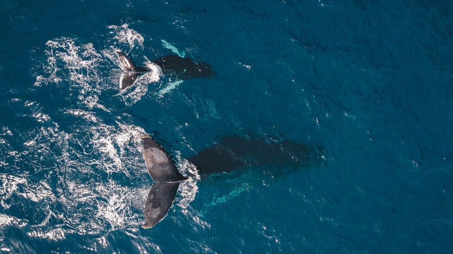 Humpback whales in Maui - Best things to do in Hawaii