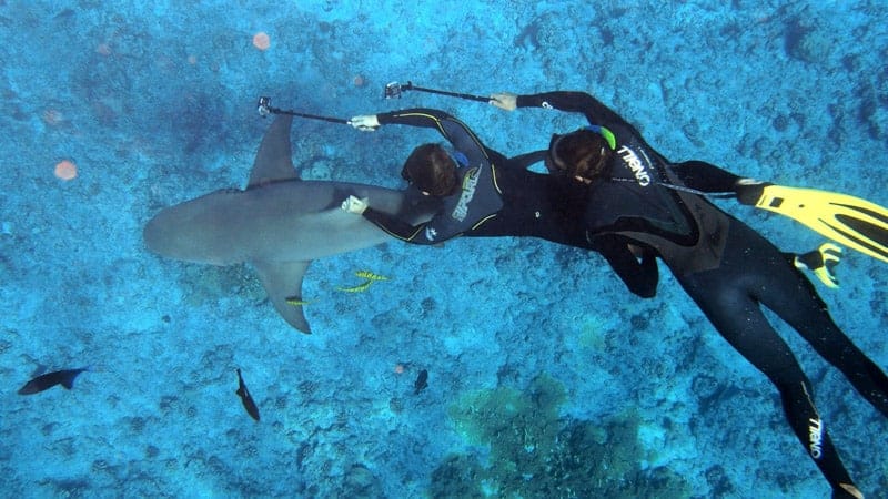 Snorkling with Sharks in Bora Bora