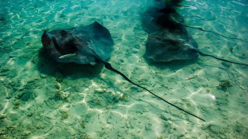 Stingrays in French Polynesia