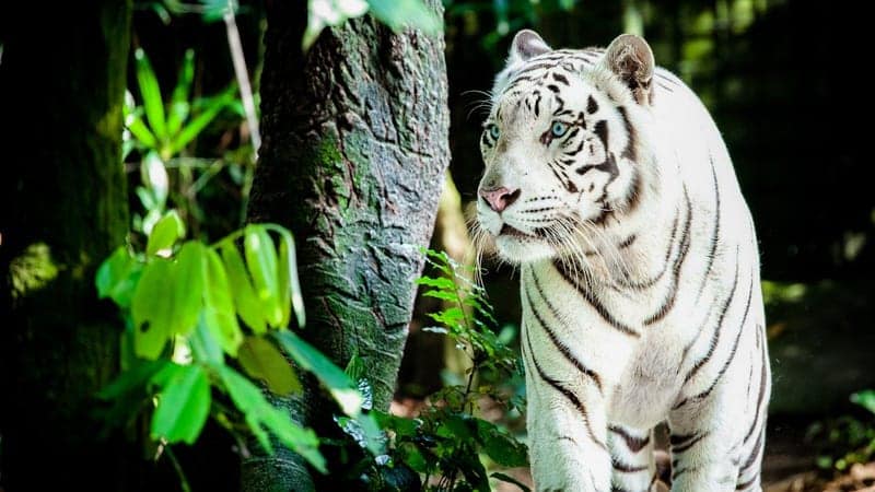 White tiger in Singapore Zoo