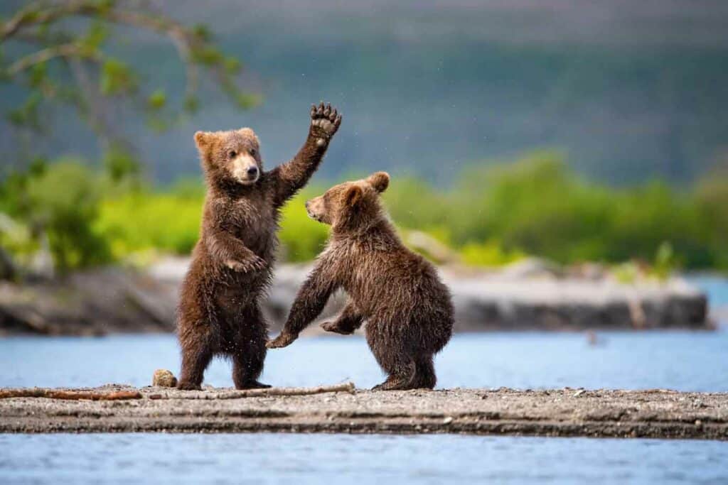 Brown bears playing in the water.
