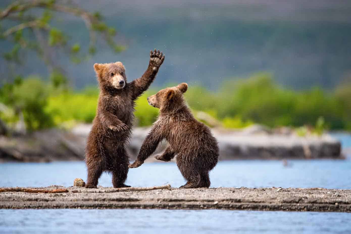 Brown bears playing in the water.