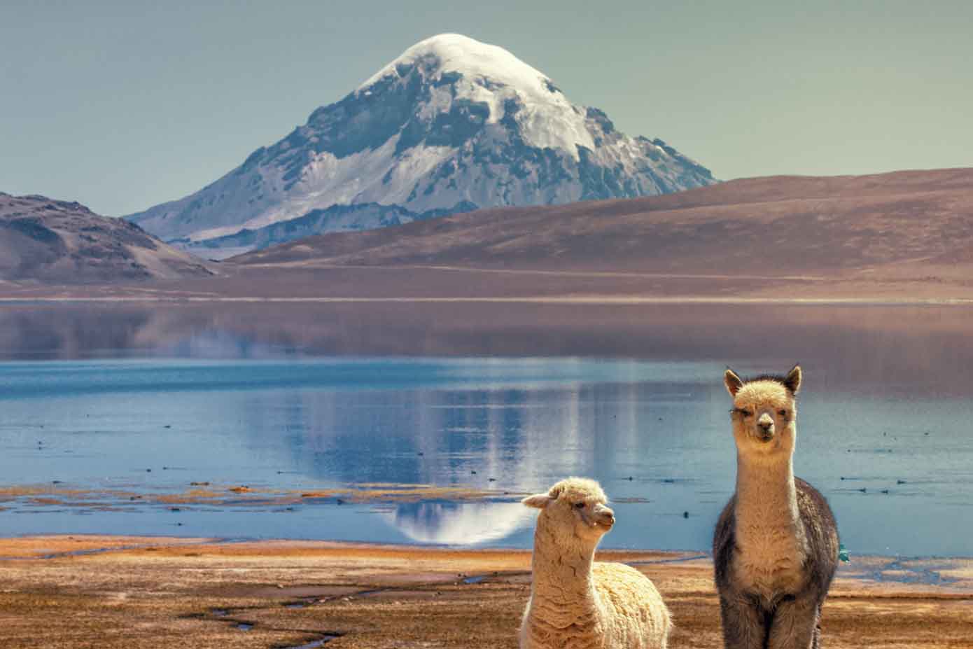 Alpacas on the shore of a lake at the base of a volcano.