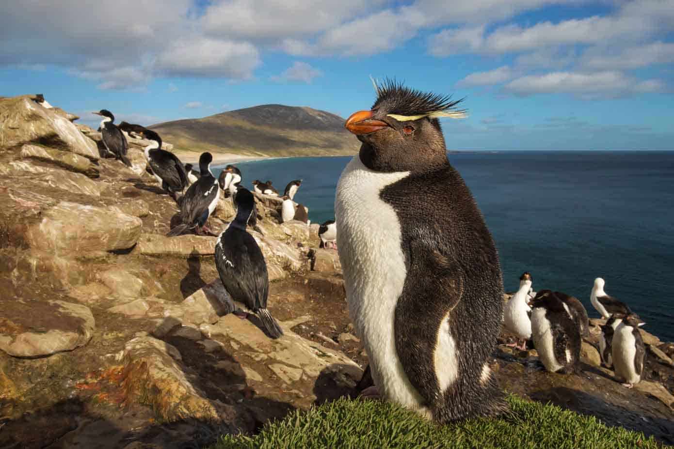 Close up of southern rockhopper penguin standing on the grass overlooking the ocean.