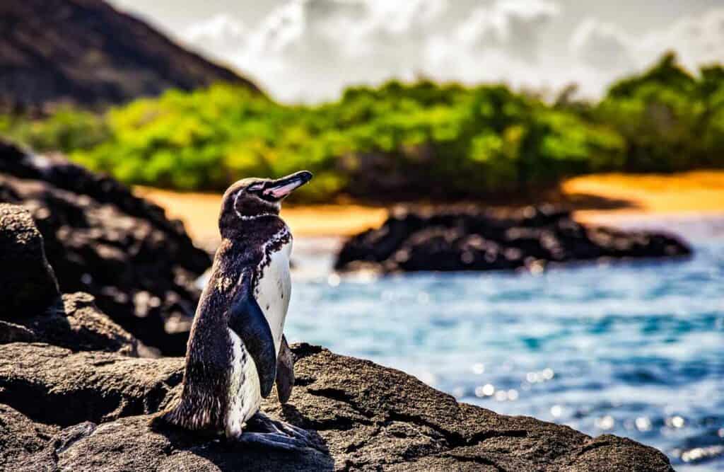 Penguin sunbathing on rocks near the ocean.