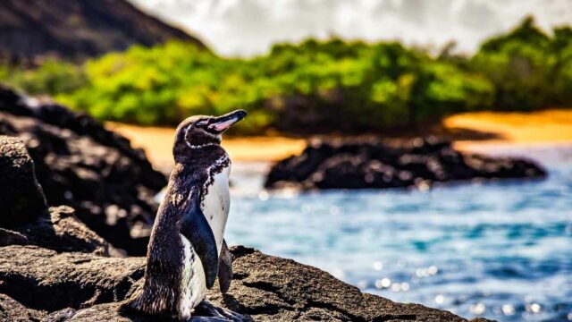 Silversea Galapagos