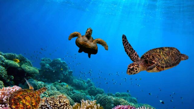 Celebrity Cruises: Galapagos