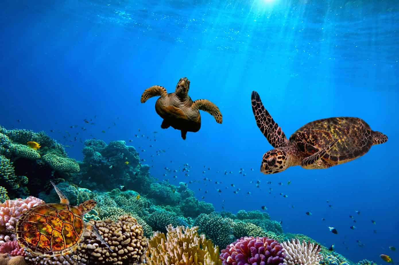 Turtles swimming underwater near a reef.