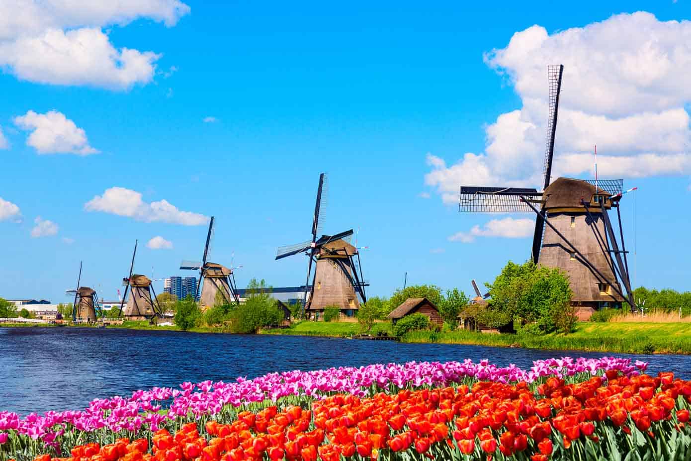 Windmills and tulips lining the water on a sunny day.