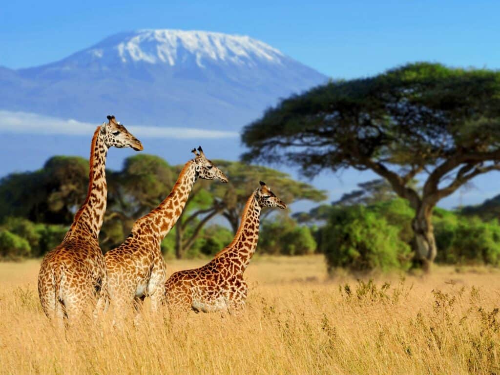 Three giraffes in the wild on an African safari tour. Mount Kilimanjaro visible in the background.