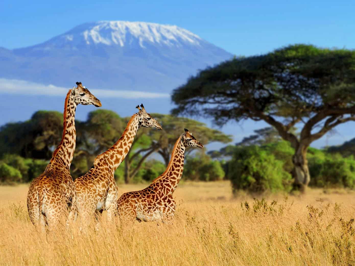 Three giraffes in the wild on an African safari tour. Mount Kilimanjaro visible in the background.