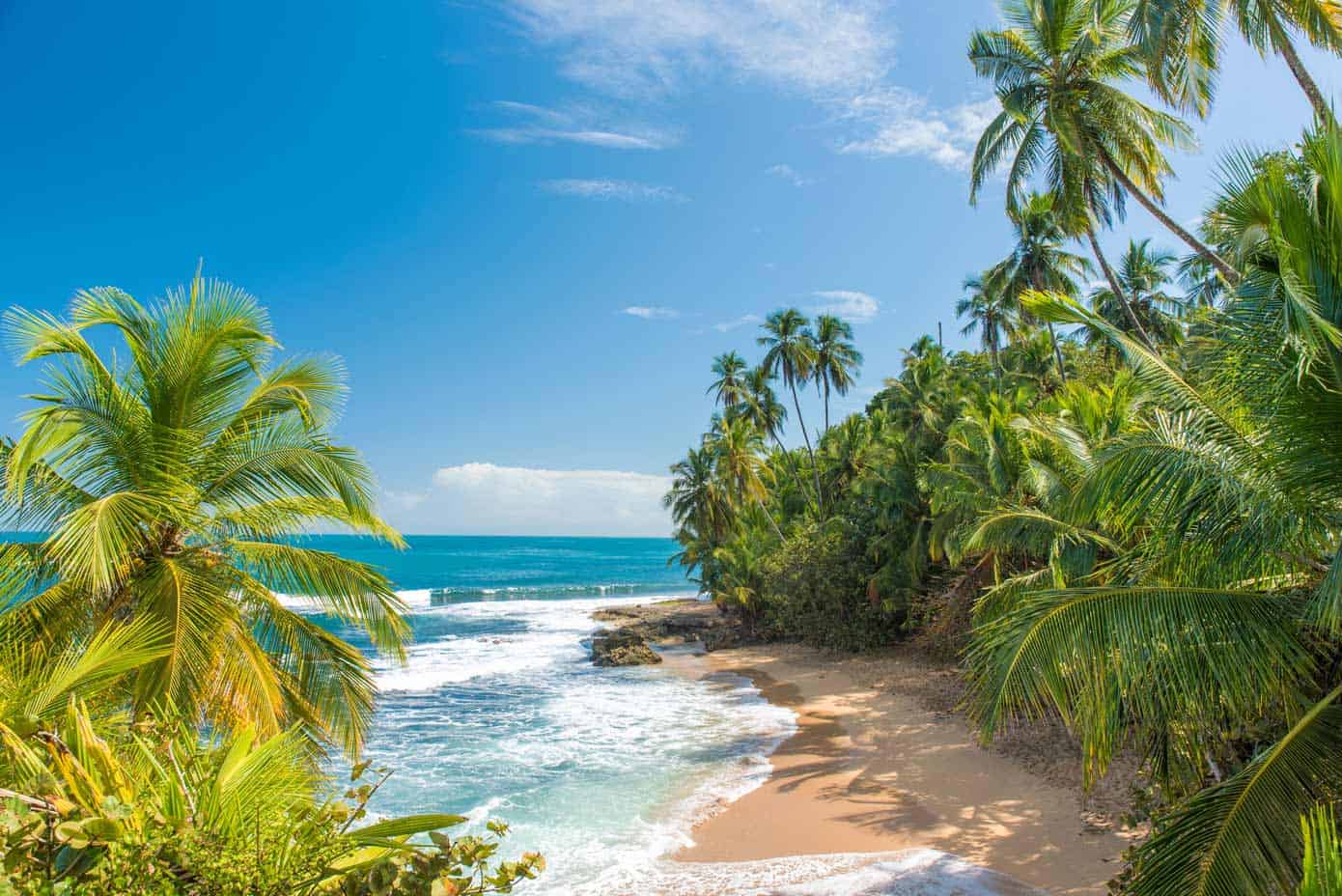 Palm tree lined tropical beach with sparkling water on a sunny day.