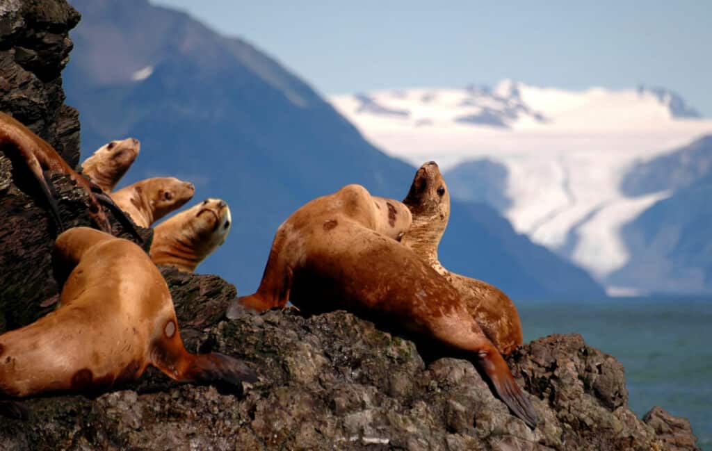 Stellar sea lions seen on a cruise in Seward, Alaska.