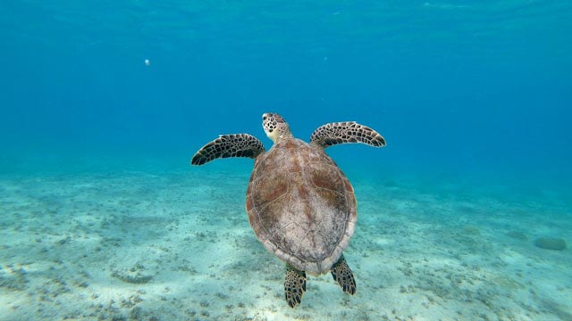 Bonaire sea turtle.